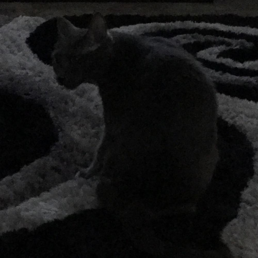 Meet your Posher, Dannette